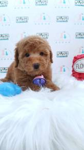 Poodle Toy