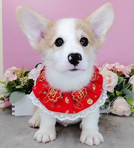 Welsh Corgi