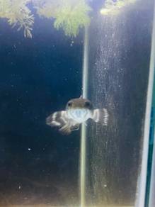 Ikan Channa Blue Pulchra