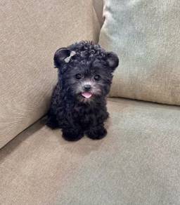 MINI POODLE PUPPIES S129 🌻 Bear Face Silver Grey