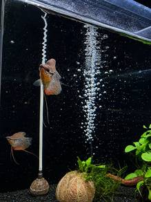 Marble Gourami - Balloon