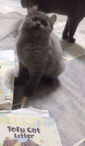 bsh curl female