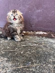 Non standard munchkin