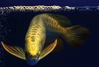 arowana 24k golden 10 inch-wholesale price