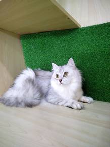 BLH British Long Hair Female Cat For Sale ( Murah)