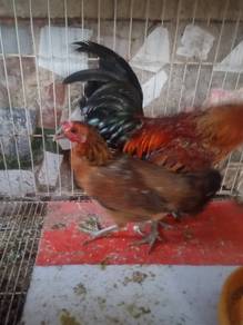 Sepasang Ayam Hutan Lapis