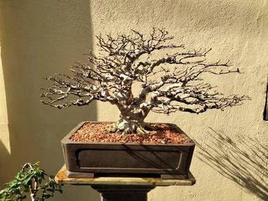 Bonsai Jeliti