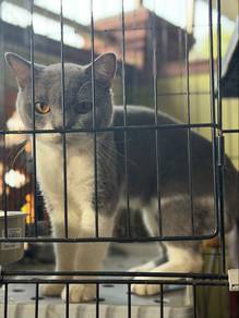 Kucing British Shorthair