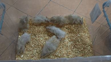 Hamster Syrian