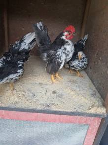 Ayam serama
