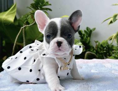 FRENCH BULLDOG PUPPIES 🌻VIP36 Girl Blue Pied