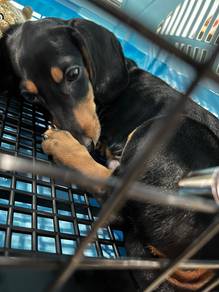 Dachshund puppy