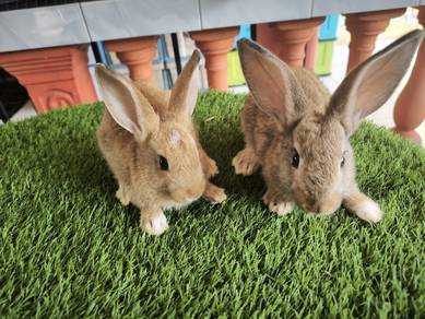 rabbit arnab anak mixx