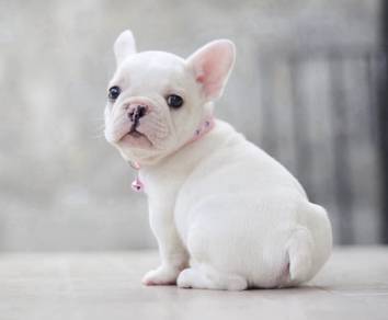 FRENCH BULLDOG PUPPIES 🌻VIP158 Boy-Girl