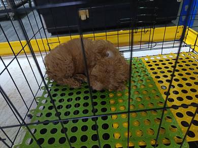 Toy poodle 