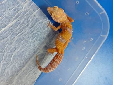Leopard Gecko
