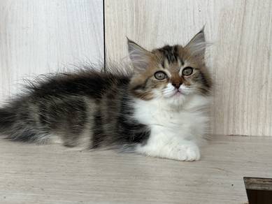 kitten