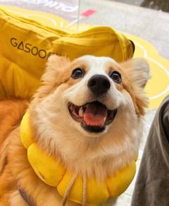 Welsh Corgi