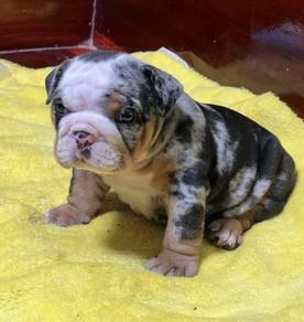 ENGLISH BULLDOG PUPPIES Male C009