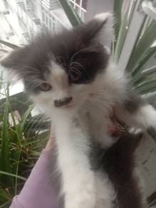 ragdoll mix parsi 