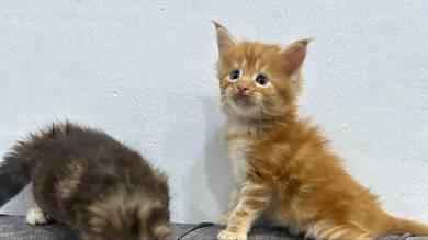 Mainecoon