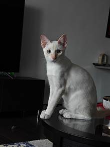 Free adoption white kitten with light blue eyes