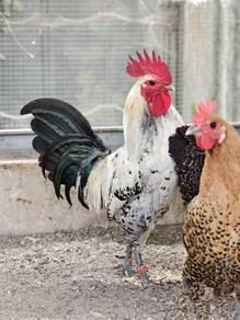 Ayam Arab