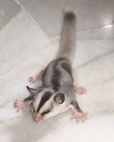 sugar glider 