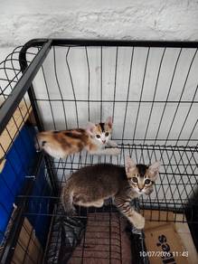 2 Anak Kucing Comel & Ibu Kucing Untuk Diadopsi