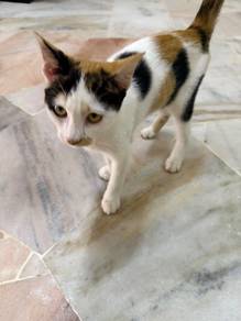 Kucing untuk dilepaskan