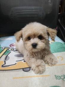 Maltipoo 