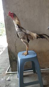 ayam