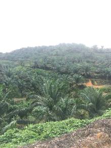 Agricultural Land in Kuala Lipis, PHG
