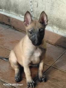 Belgium Shepard/Malinois