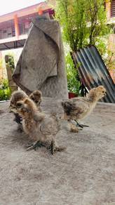 anak ayam silkie us