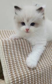 ragdoll