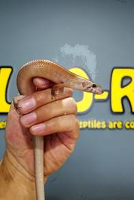 *RARE* Odd-Chinned Mastiff Skink
