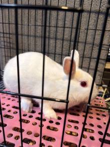 rabbit with cage