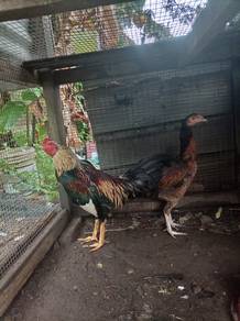 ayam sabung