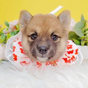 Shiba inu
