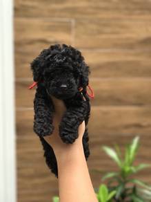 Angelic Poodle Teddy Bear Face Puppy Dog