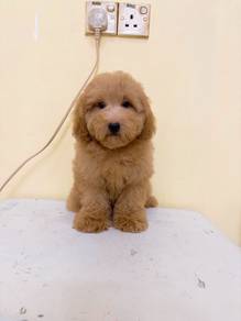 Toy poodle 👉🏻 Female   1st vaccine & deworm
