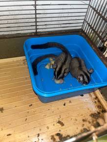 male and female sugar glider