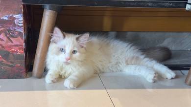 Ragdoll babies cheap sale