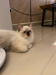 Ragdoll male with CFA cert