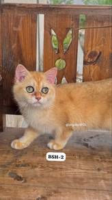 British Shorthair Cat
