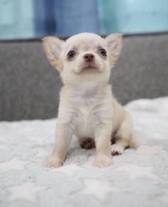 CHIHUAHUA PUPPIES 155🌷Head Apple Cute Dog