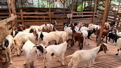 Kambing
