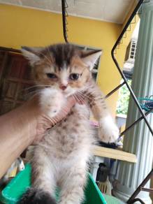 Bsh Blue Golden