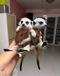 Baby Meerkat